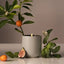 Homecourt | Mandarin Basile Candle