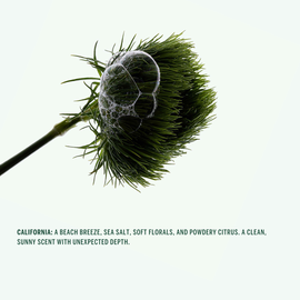 Corpus | California Natural Stick Deodorant