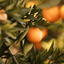 Vitruvi | Zest For Life Drive Car Air Freshener Refill