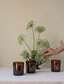 The Quiet Botanist | In The Weeds Candle