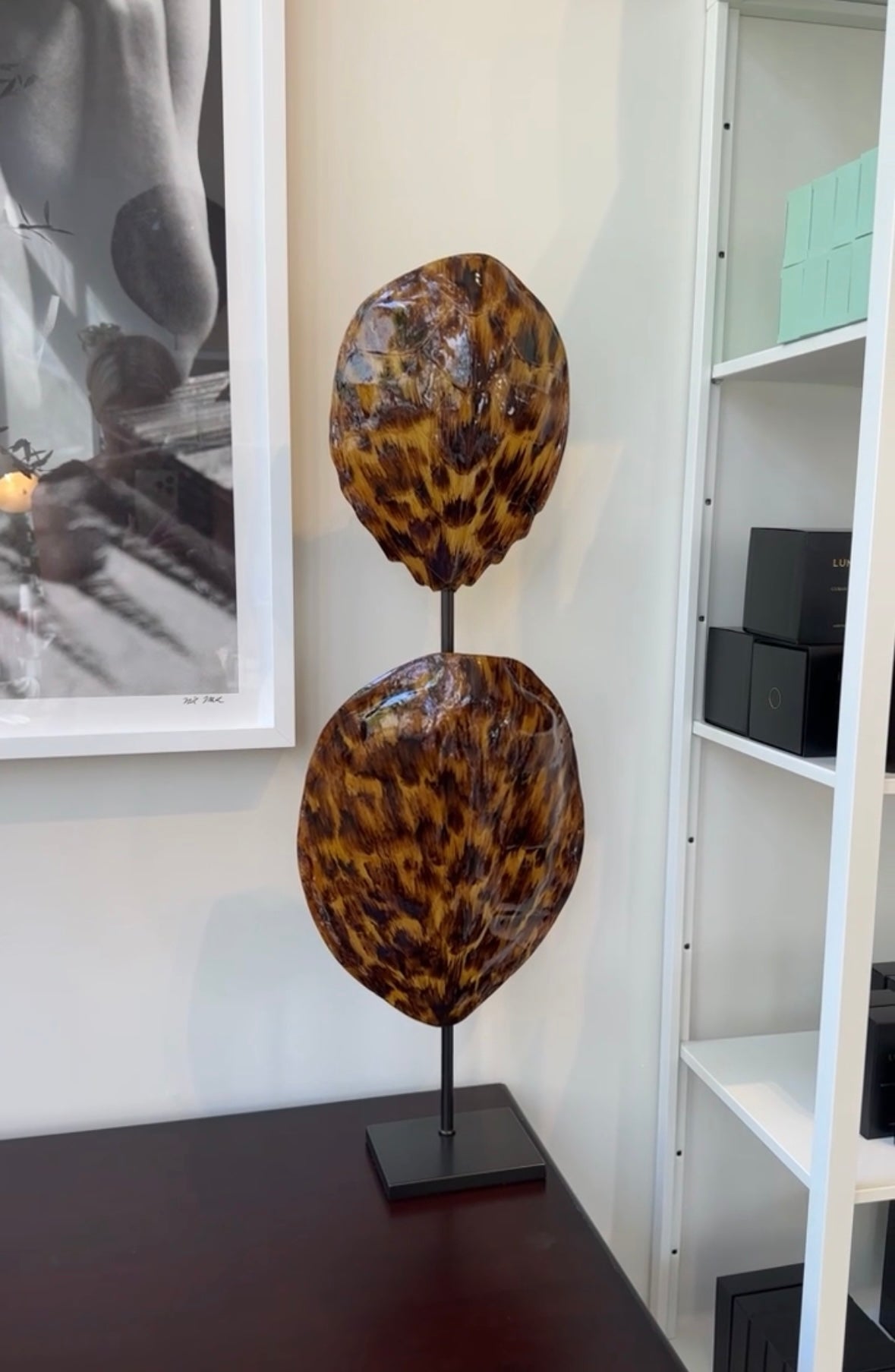 Medium Tortoise Shell