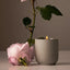 Homecourt | Mandarin Basile Candle