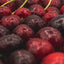 Vitruvi | Sweet Cherry Push Wall Diffuser Refill