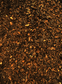 Cacao Chai Tea - The Quiet Botanist - Living with Ivey