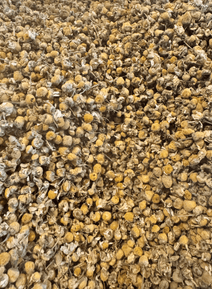 Chamomile Tea - The Quiet Botanist - Living with Ivey