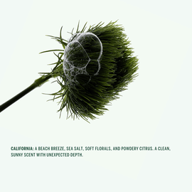 Corpus | California Natural Stick Deodorant - CORPUS - Living with Ivey