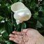 Kiyo Home | Clear Seashell Glasses 4- Piece Set