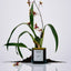 Flamingo Estate | Jurassic Vanilla Candle - Flamingo Estate - Living with Ivey