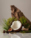 Homecourt | Cocomoi Body Butter - Homecourt - Living with Ivey