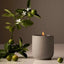 Homecourt | Mandarin Basile Candle - Homecourt - Living with Ivey