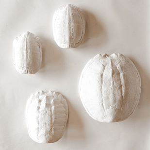 Map Turtle Shell - House Parts, Inc. - Living with Ivey