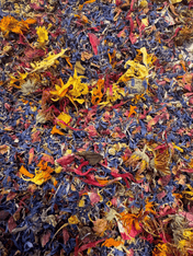 Organic Edible Flower Blend - The Quiet Botanist - Living with Ivey