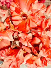 Organic Rose Petals - The Quiet Botanist - Living with Ivey