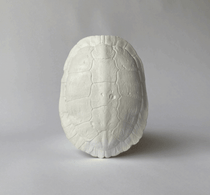 River Turtle Shell - House Parts, Inc. - Living with Ivey