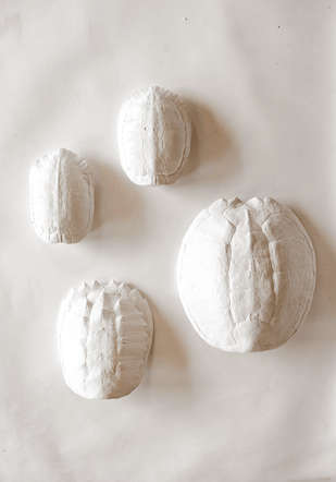 River Turtle Shell - House Parts, Inc. - Living with Ivey