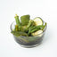 Root Foods | SixMix Chips - Root Foods - Living with Ivey