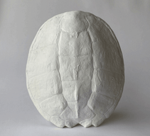 Sea Turtle Shell - House Parts, Inc. - Living with Ivey