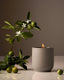 Signature Candle | Steeped Rose - Homecourt - Living with Ivey
