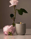 Signature Candle | Steeped Rose - Homecourt - Living with Ivey